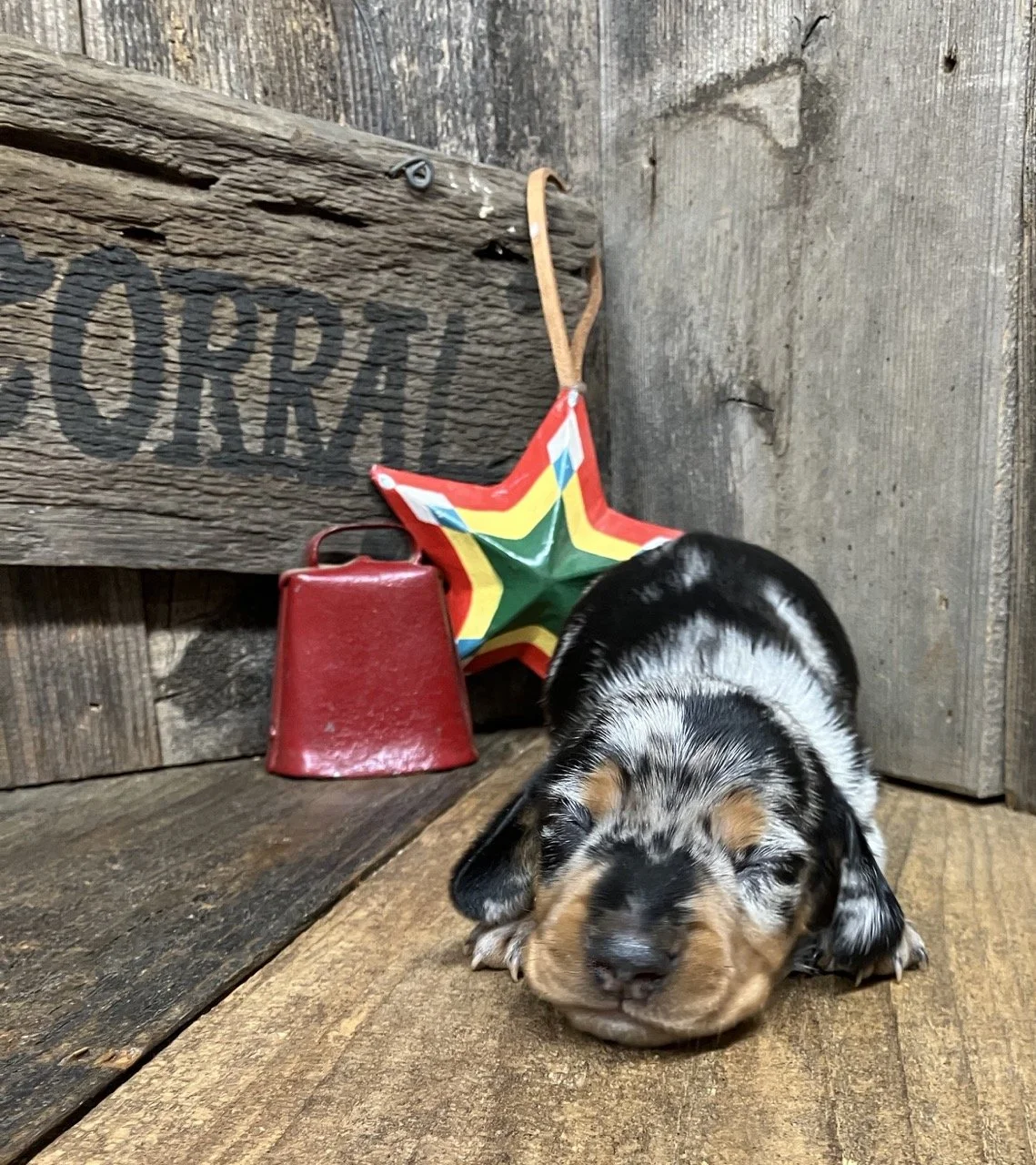 Doxie puppy
