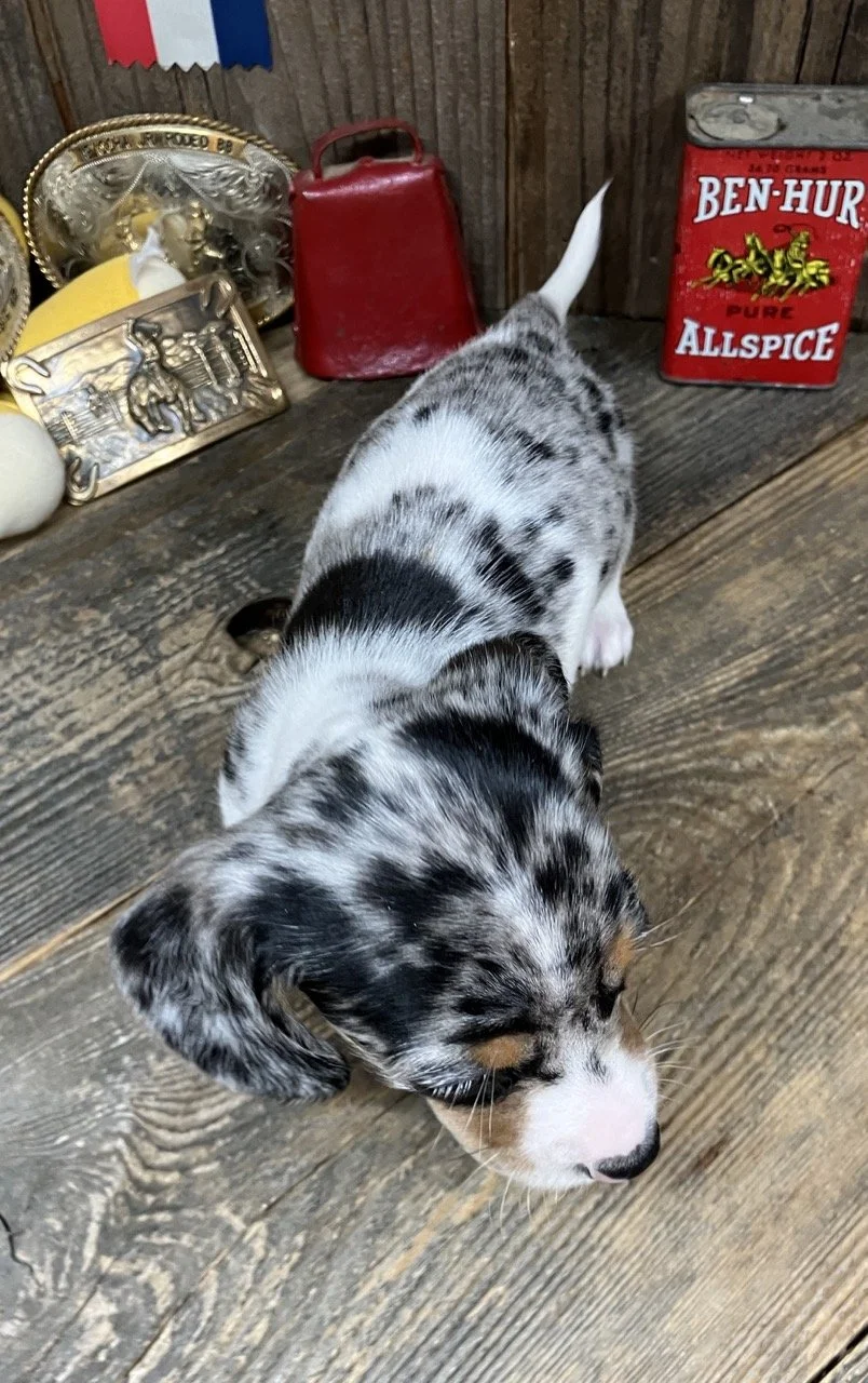 annieolive012726a (1).jpg