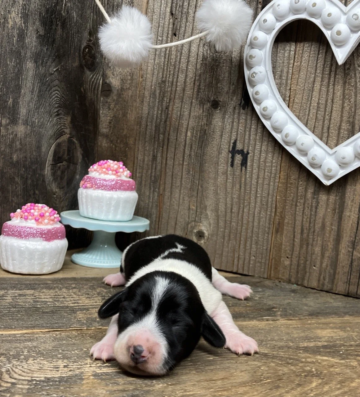 Sausage Dog Piebald Black White 