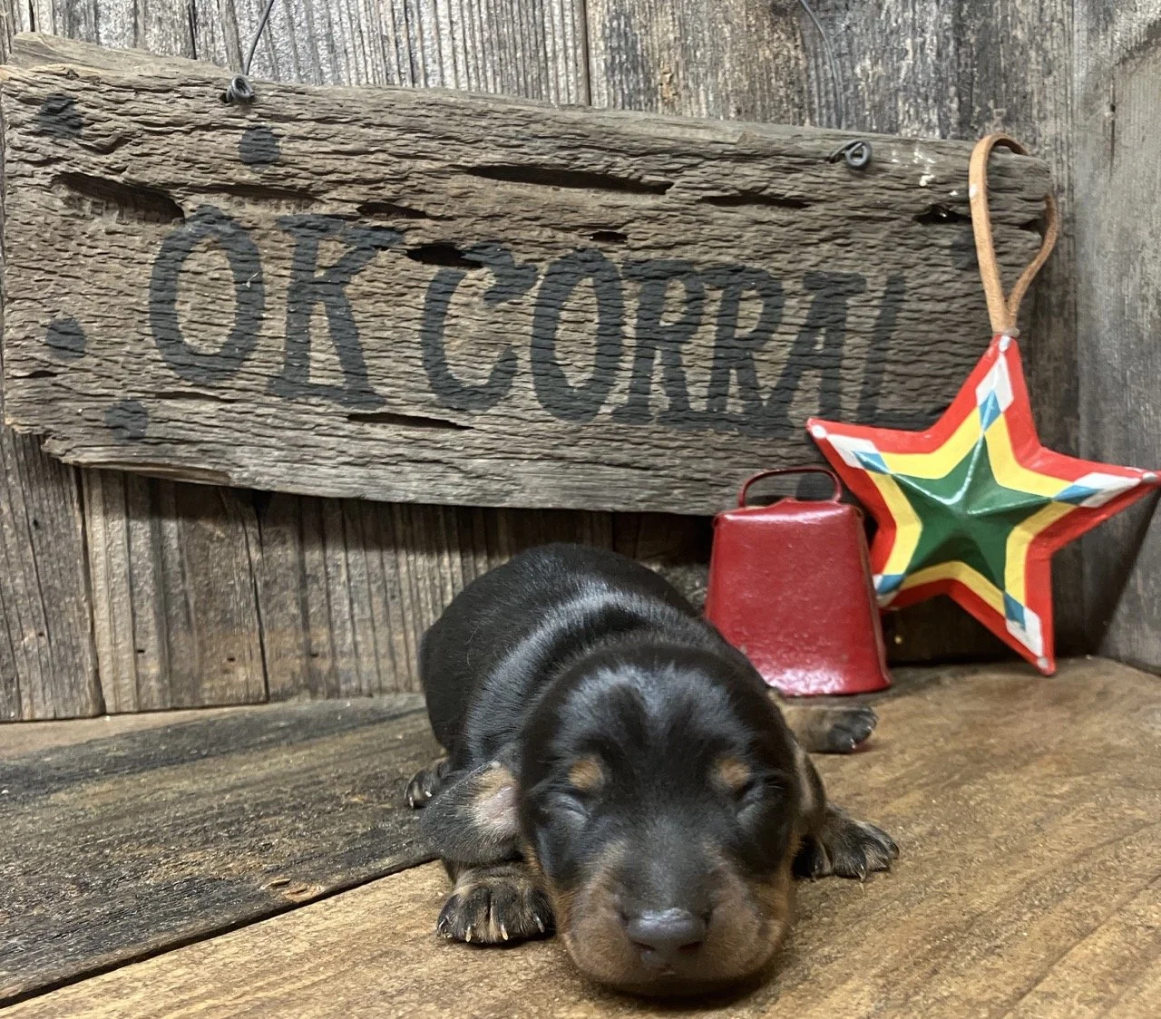 AKC Mini Dachshund in California
