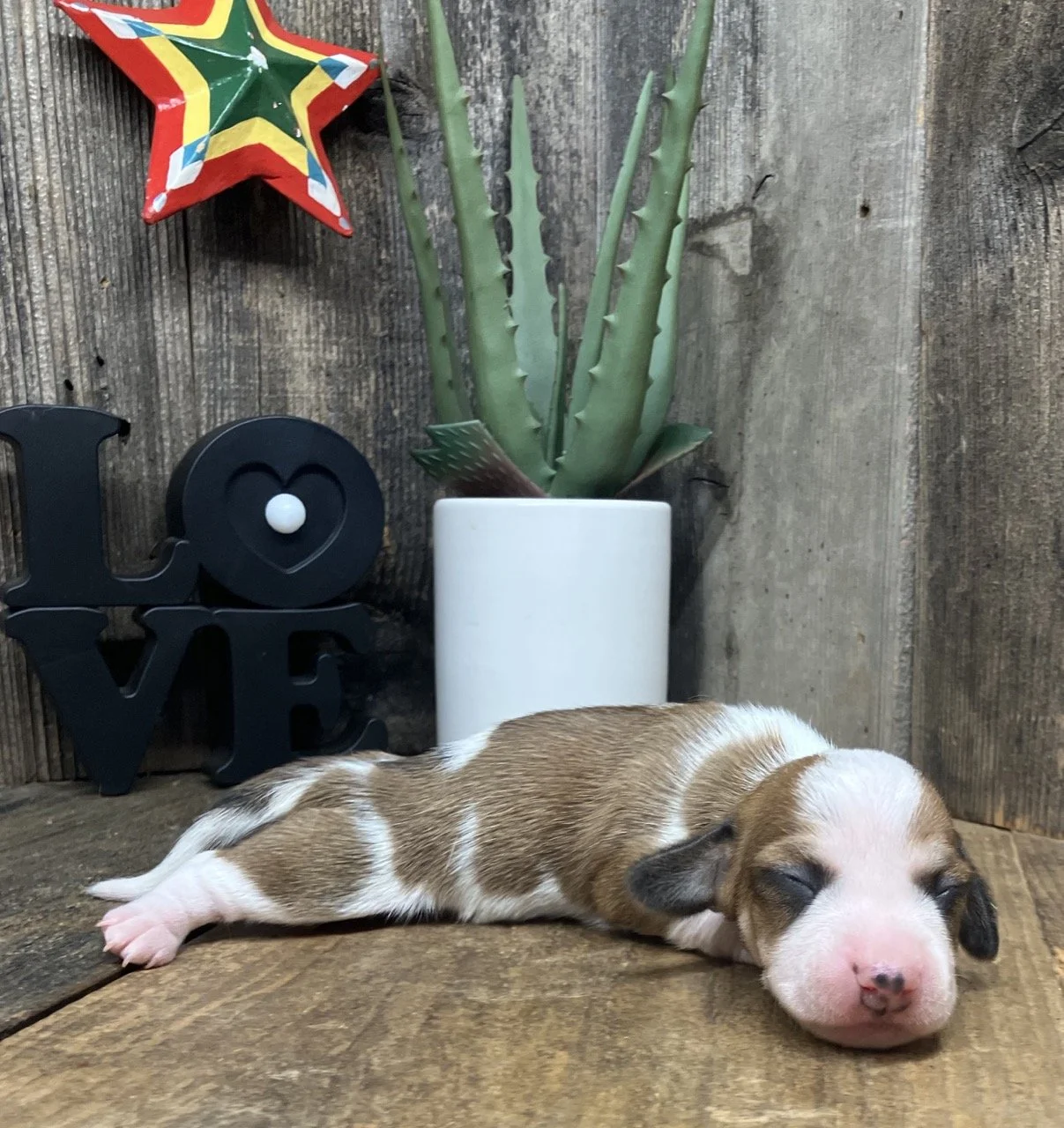 Mini Dachshund Puppy Breeder Northern California Piebald