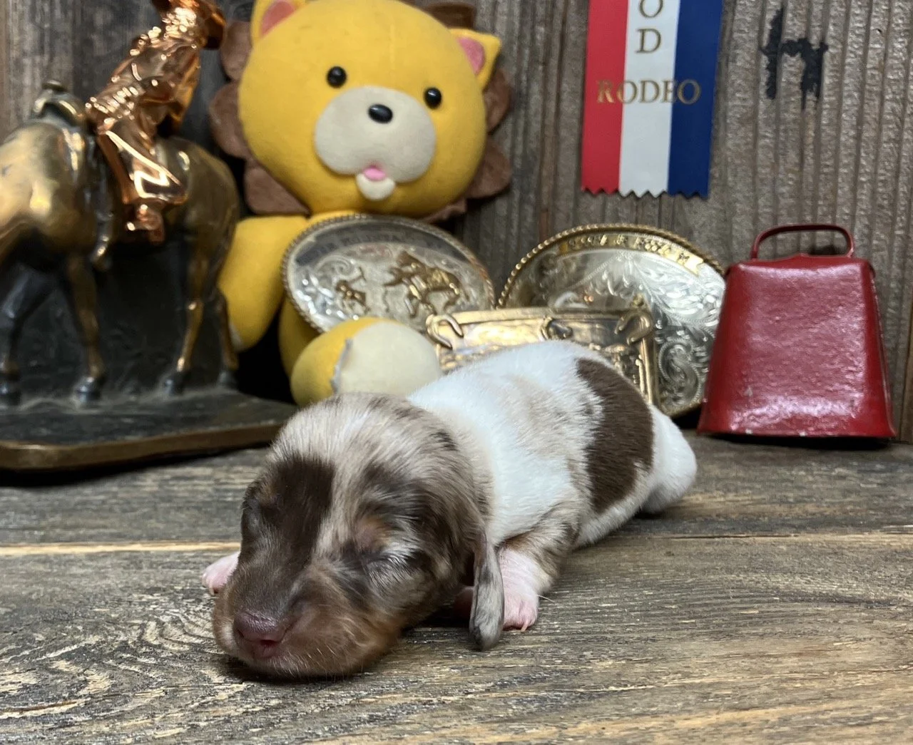 Chocolate Dapple Dachshund