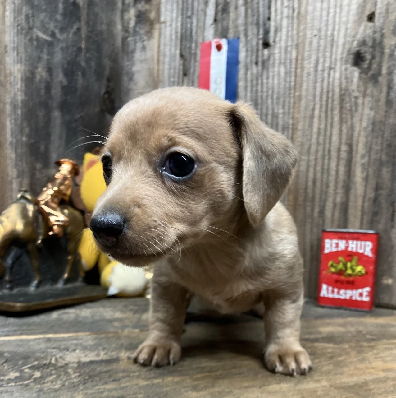 Isabella Dapple Short Hair Mini Doxie