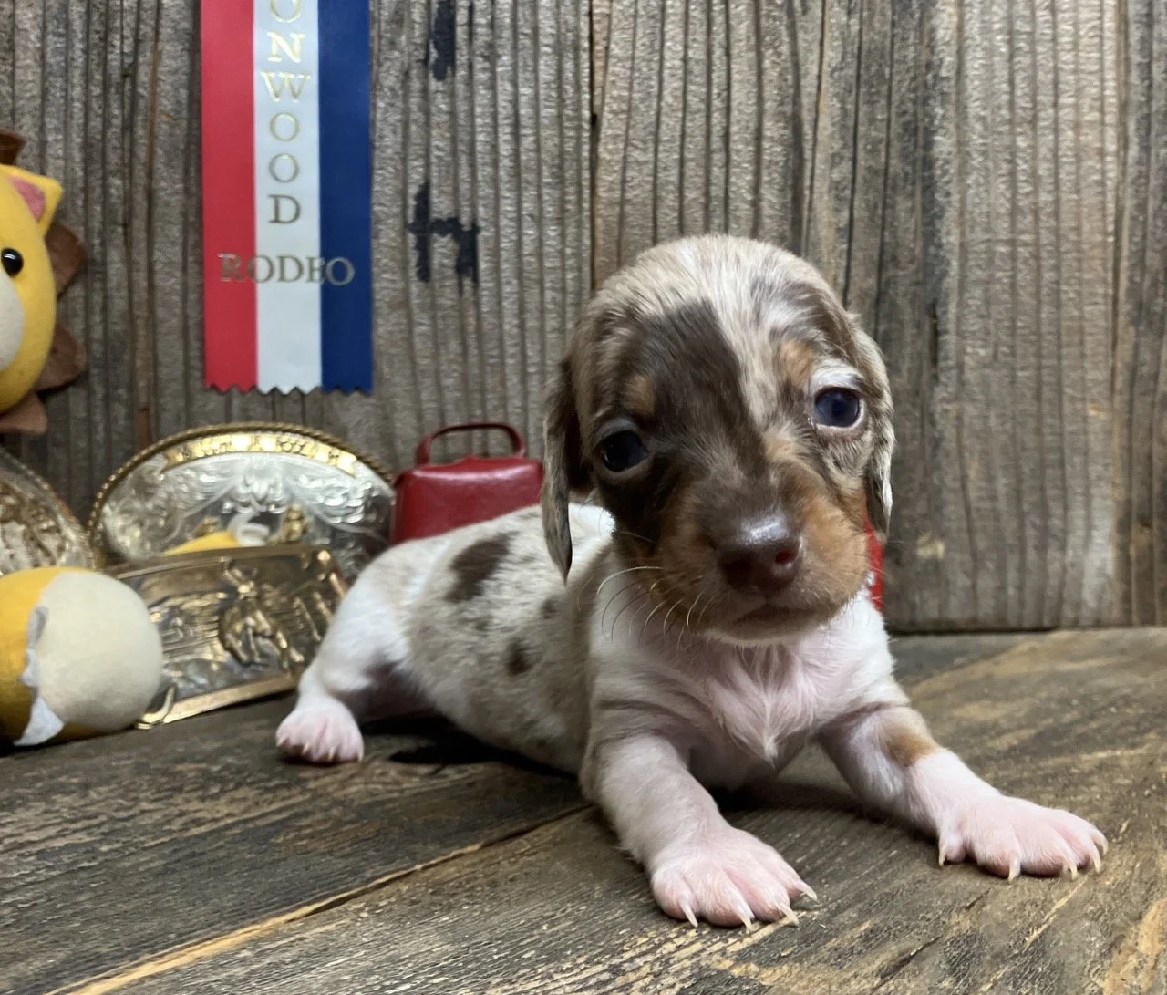 Chocolate Dapple Mini Dachshund in Northern California
