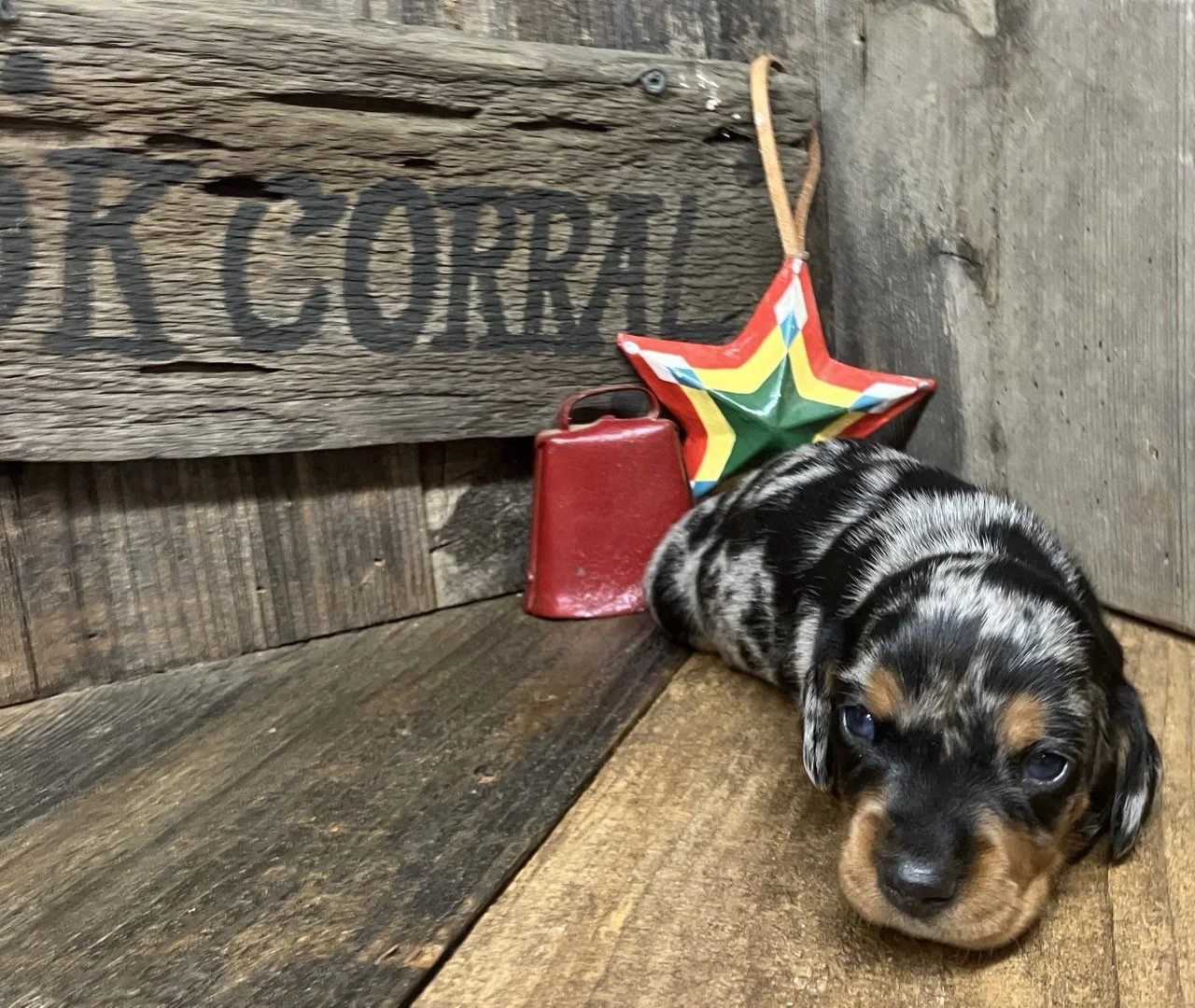 Black and tan silver dapple wiener dog