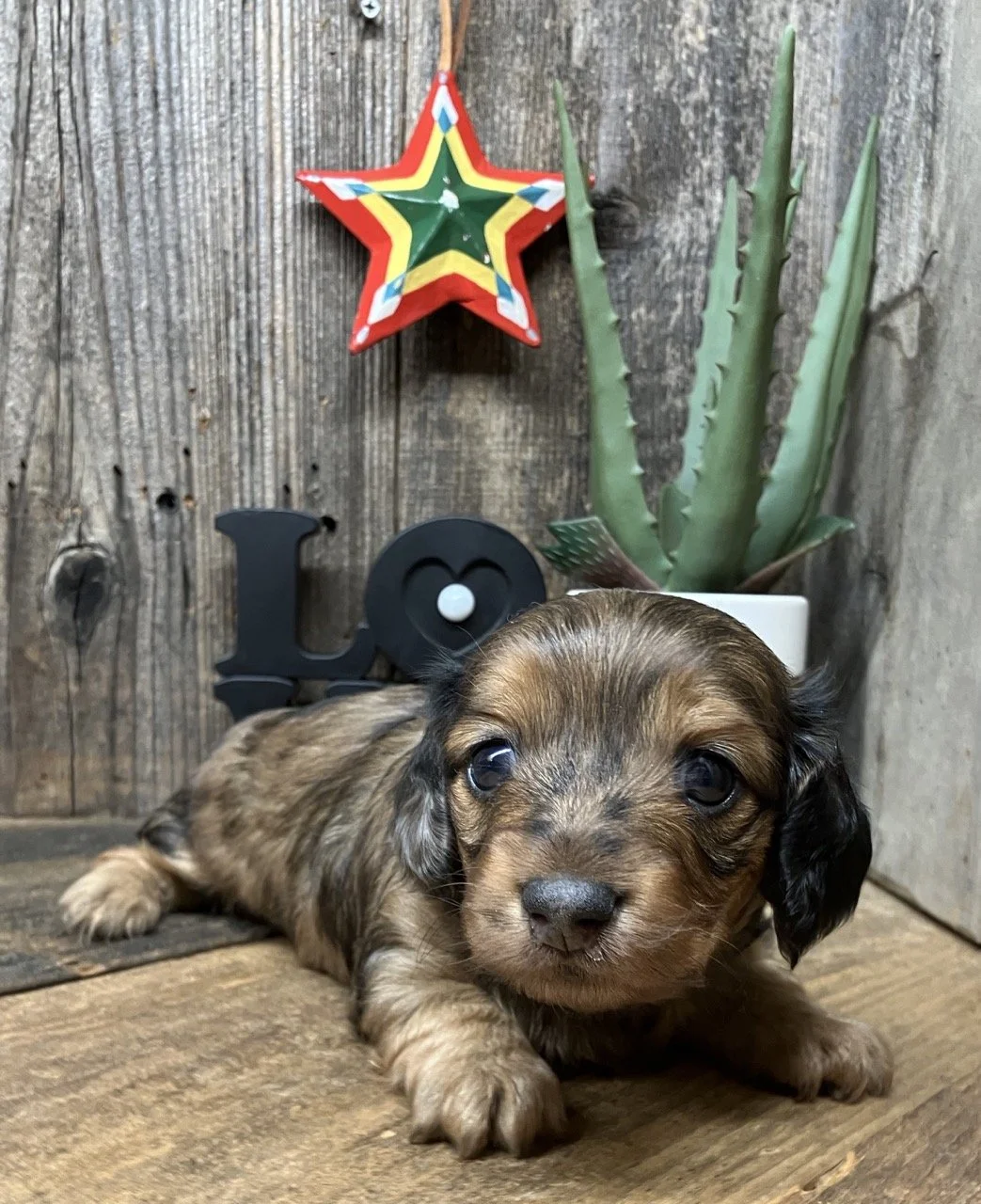 Mini Miniature Dachshund Dachshunds Dapple Good Dog Breeder Puppy Puppies