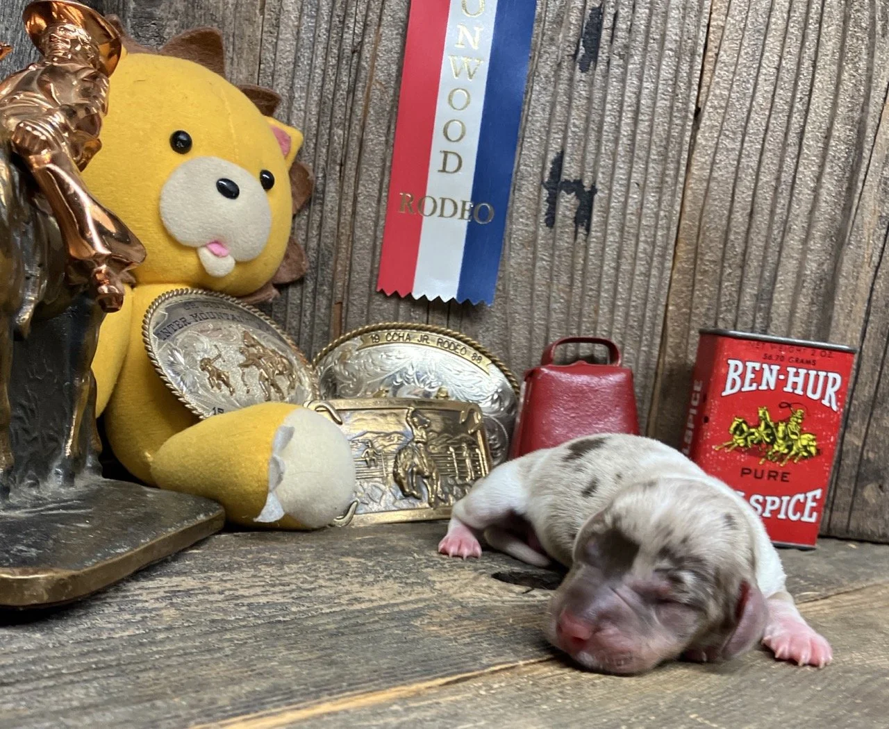 Piebald Puppies Dachshund
