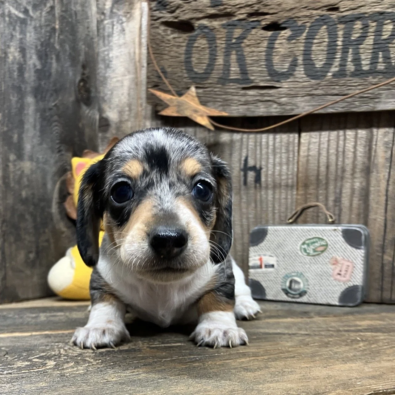 Silver Dapple Miniature Doxie Puppy
