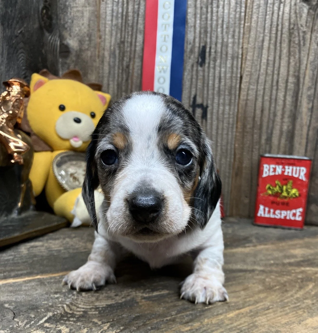 Silver Dapple Piebald Mini Dachshund Northern California