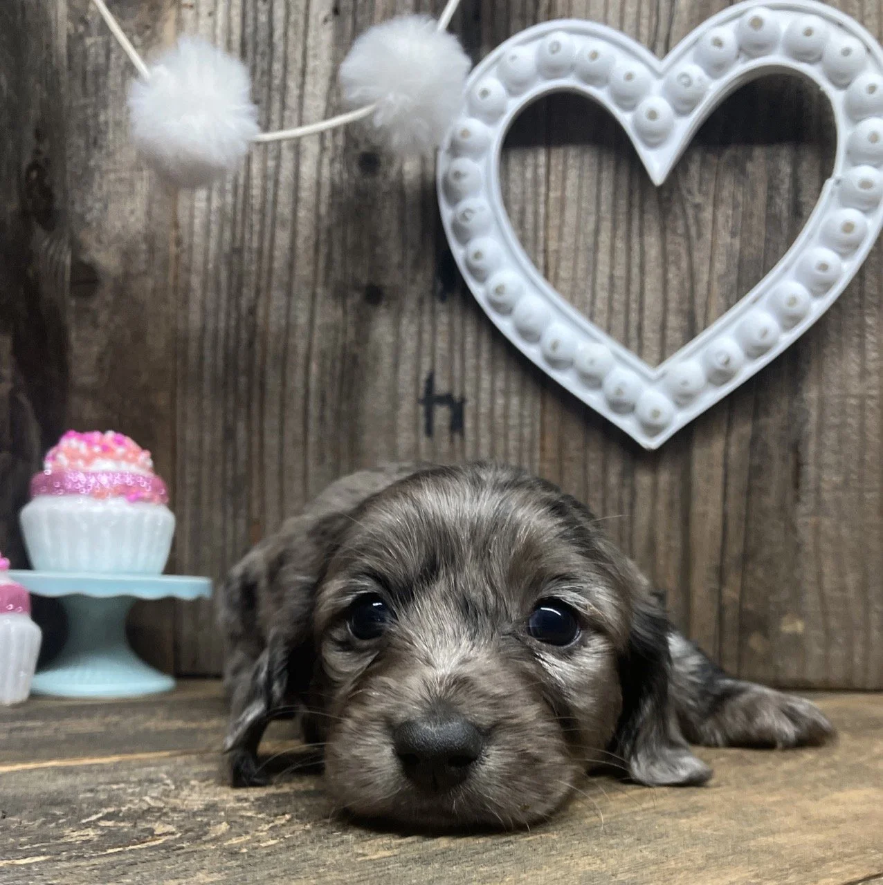 Silver dapple long hair puppy miniature dachshund