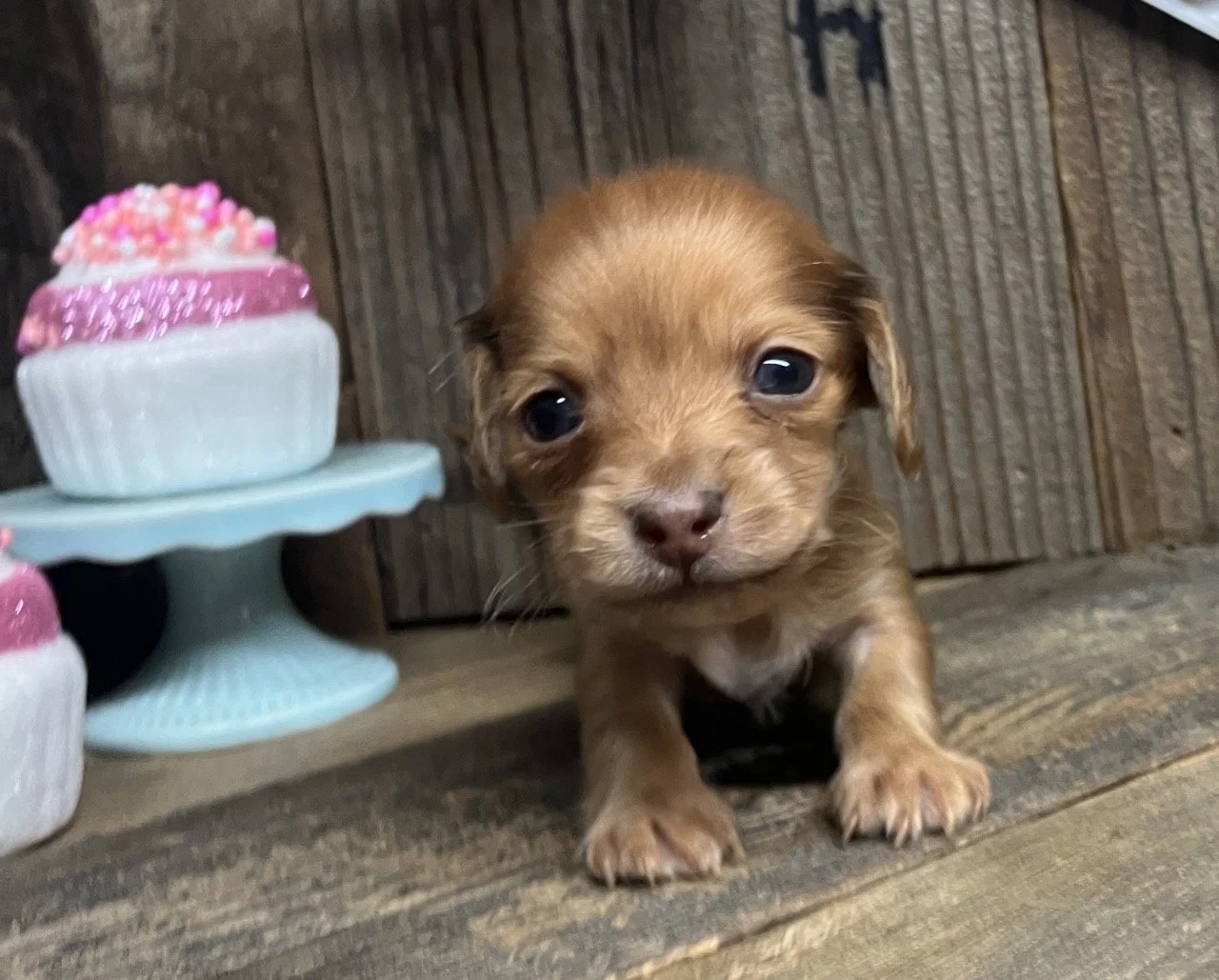 Northern California Nor Cal Dachshunds