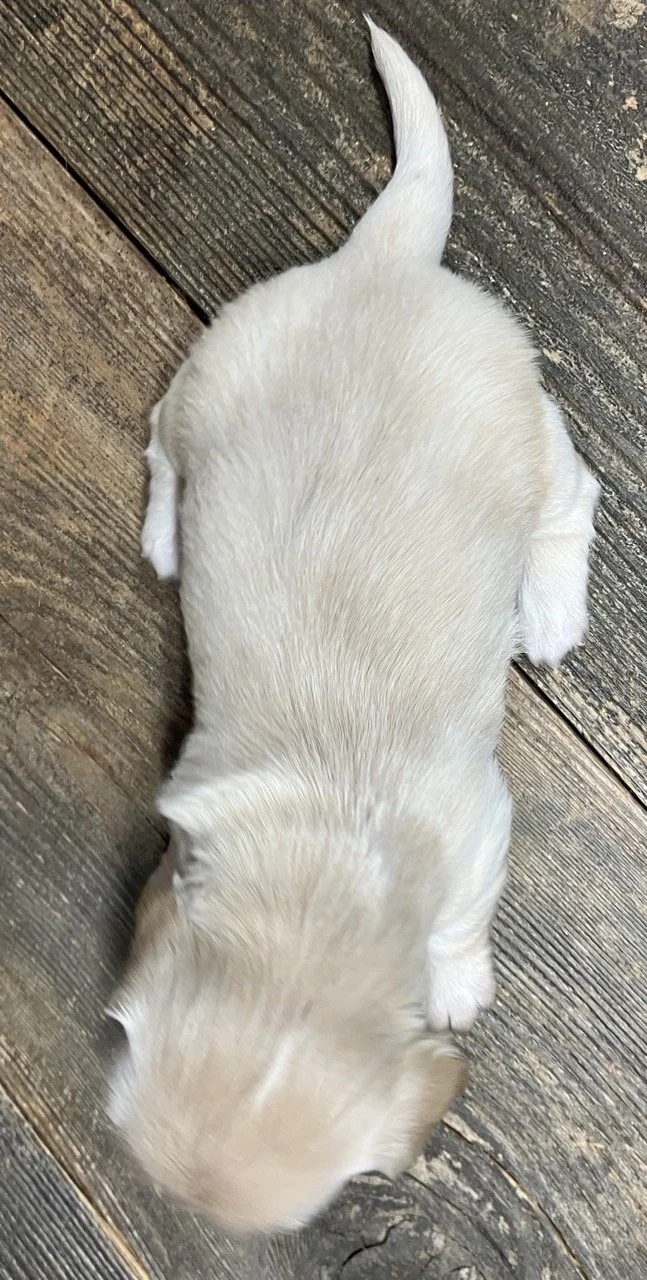 Cream Long Hair Mini Dachshund Puppy