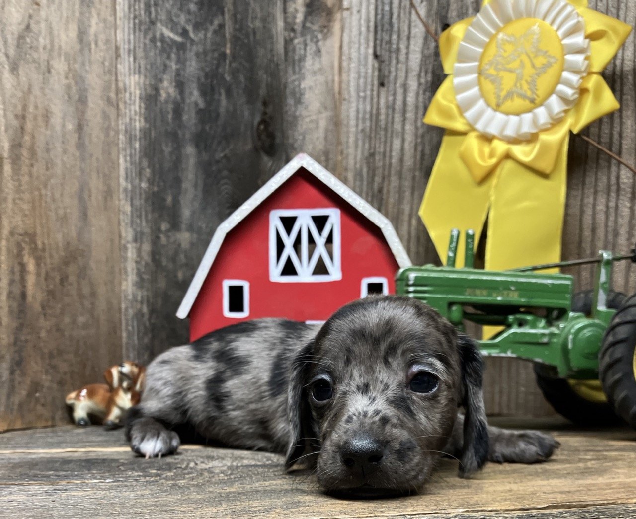 corndogpenelope062424a.jpg