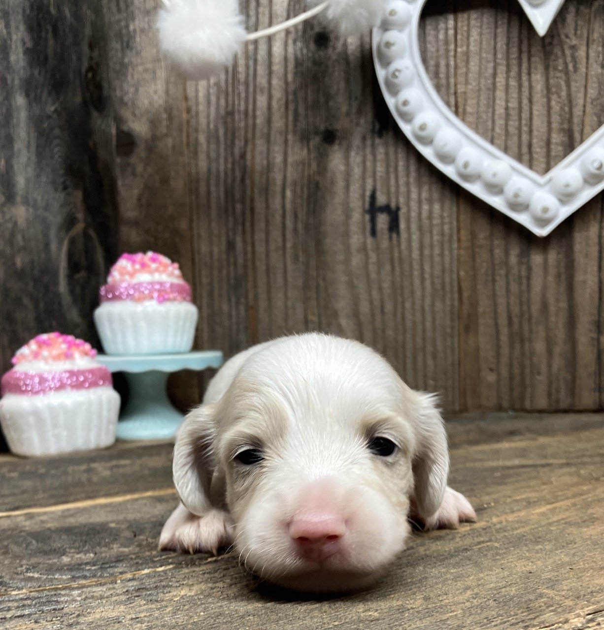 Cream Piebald Gooddog Mini Dachshund Northern California