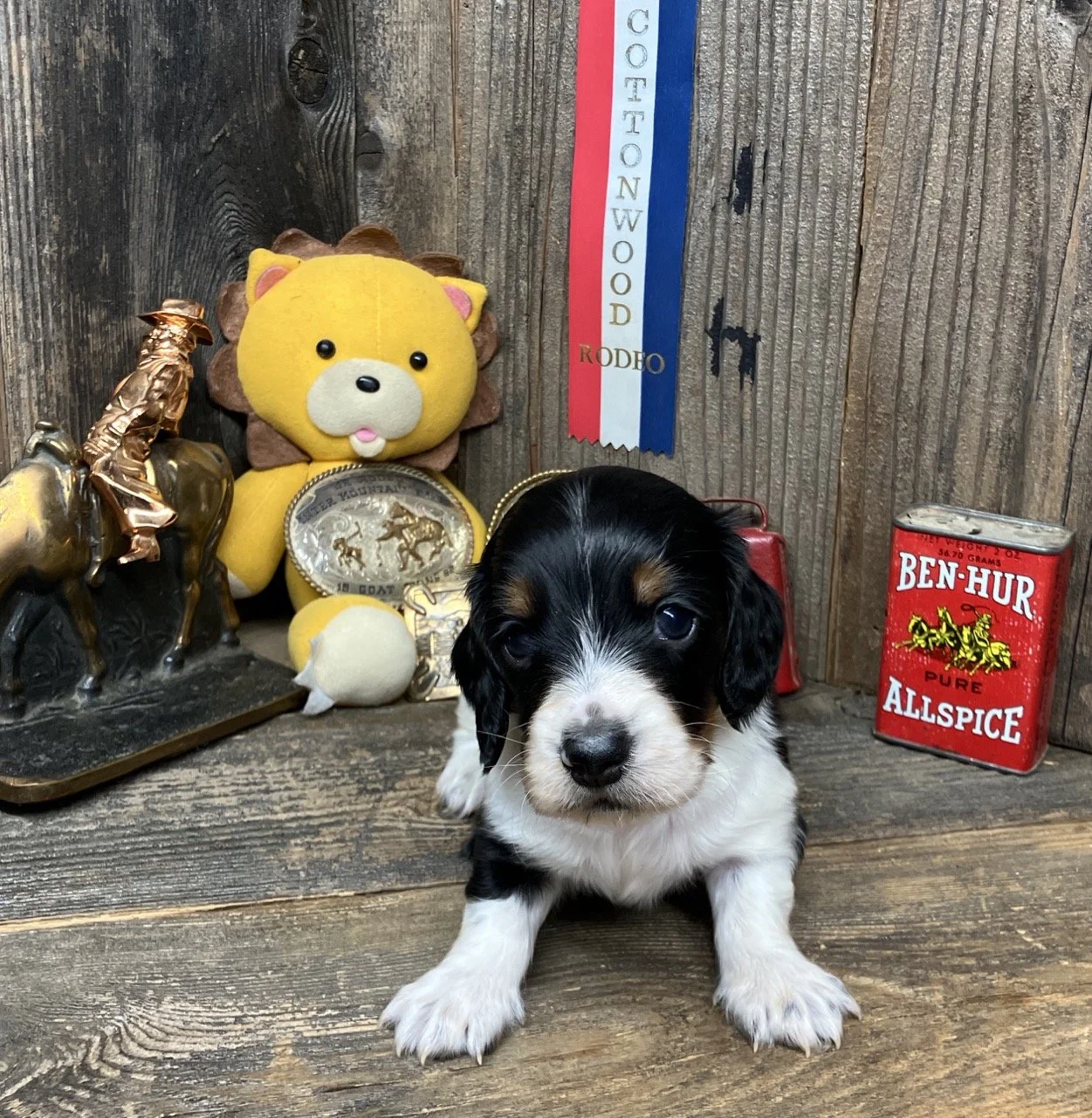 Piebald Miniature Dachshund in California