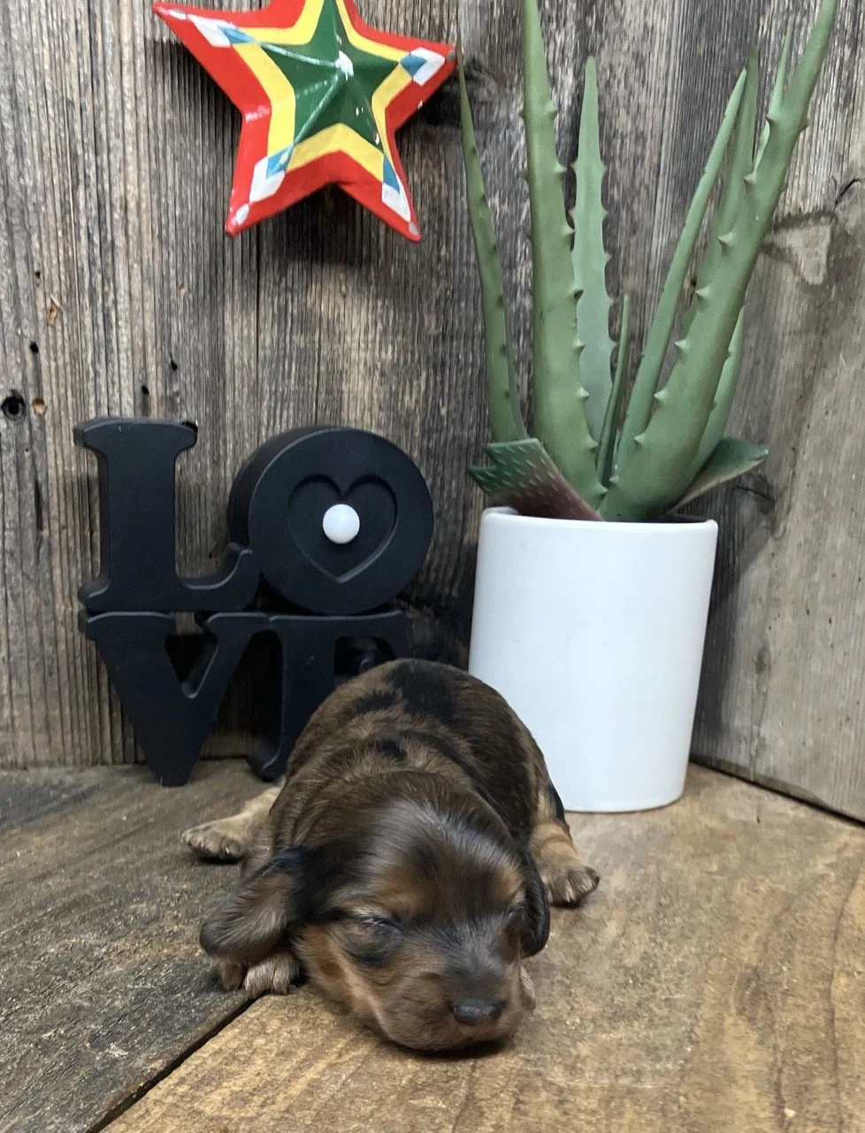 Northern California Dapple Miniature Dachshund Puppy Breeder