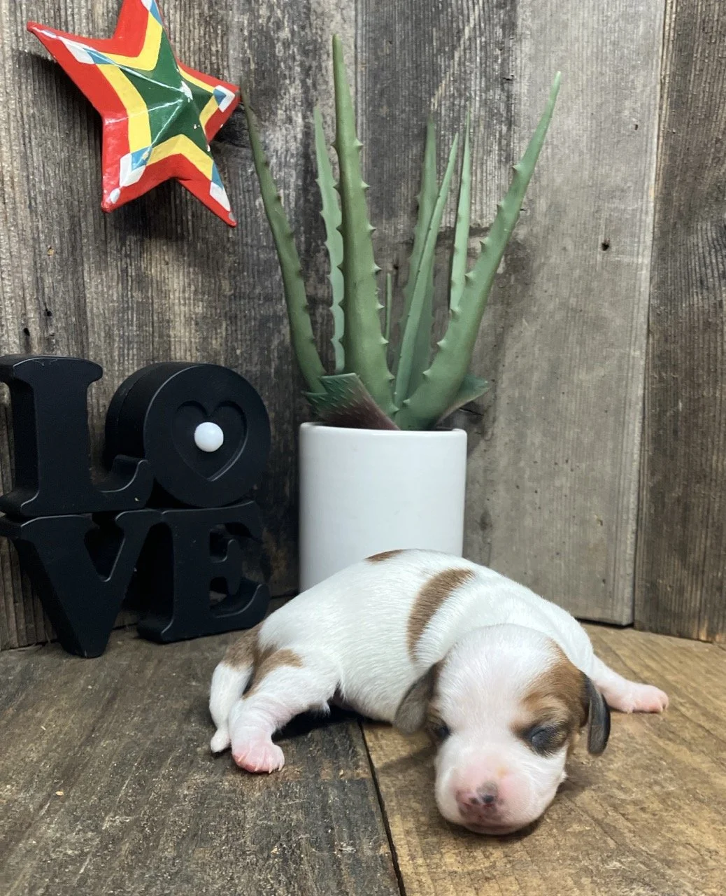 Piebald Miniature Dachshund Puppies