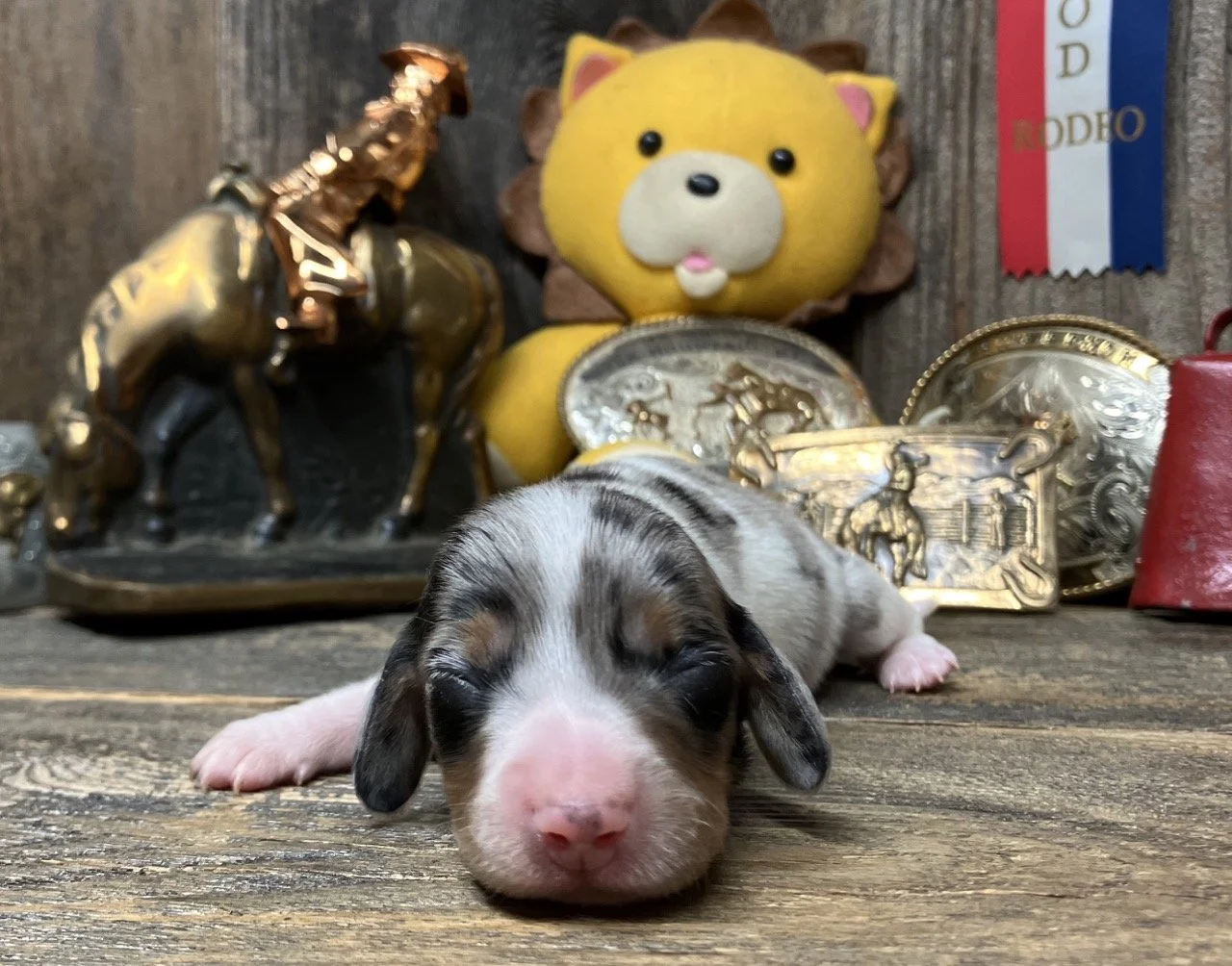 Miniature Dachshund Puppies