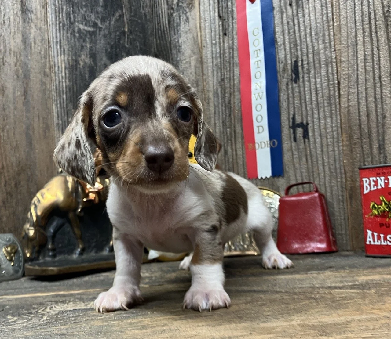 Chocolate and Tan Dapple Merle Dachshund