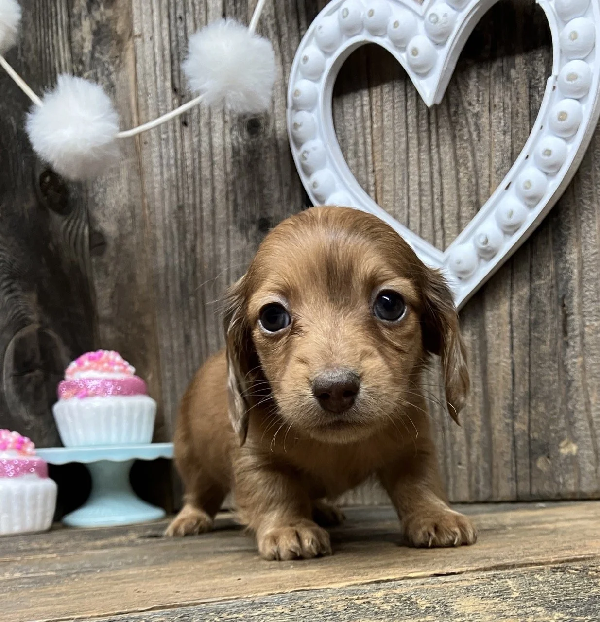 red dapple dachshund puppy northern california