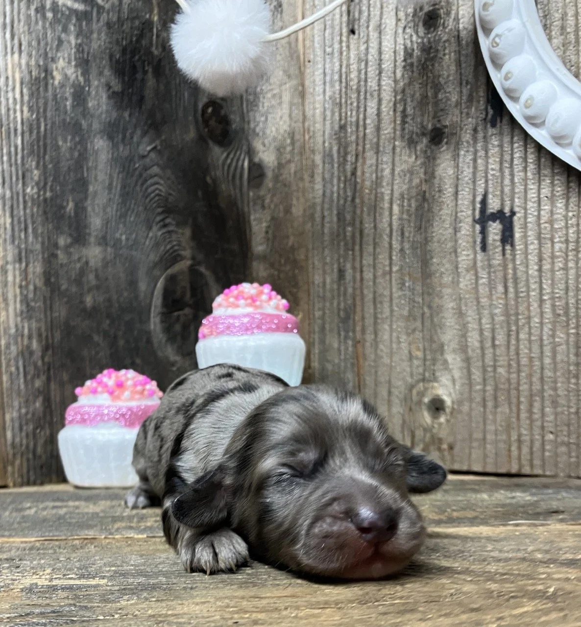 Mini Doxie Silver Dapple Merle Puppy