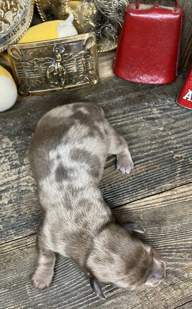 Mini Dachshund Puppies