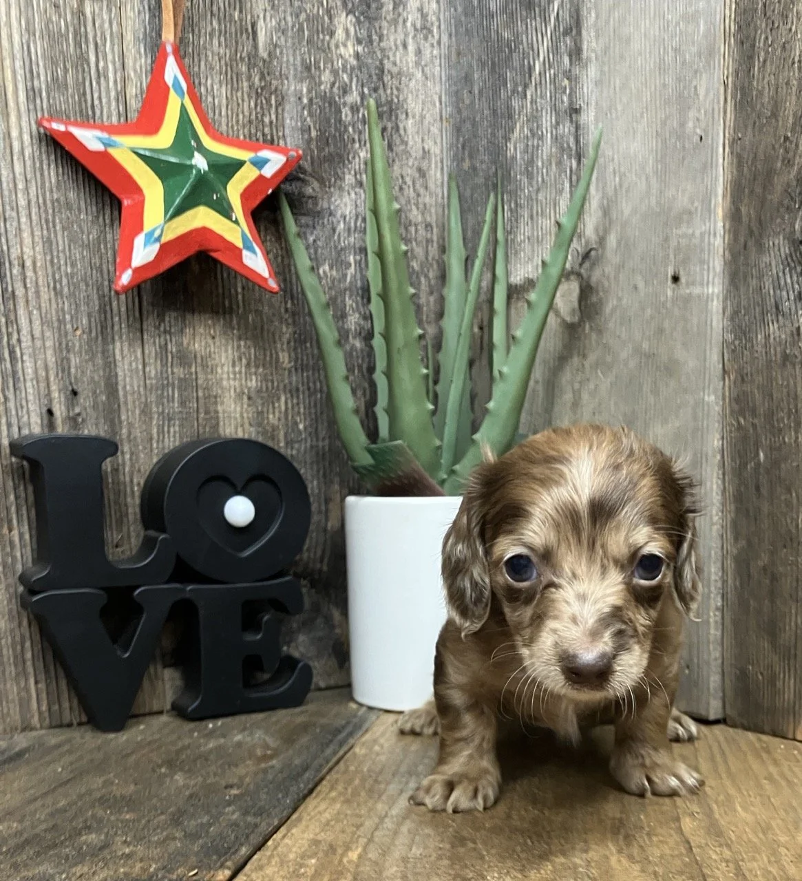Dapple Merle spotted mini dachshund puppy breeder Marin
