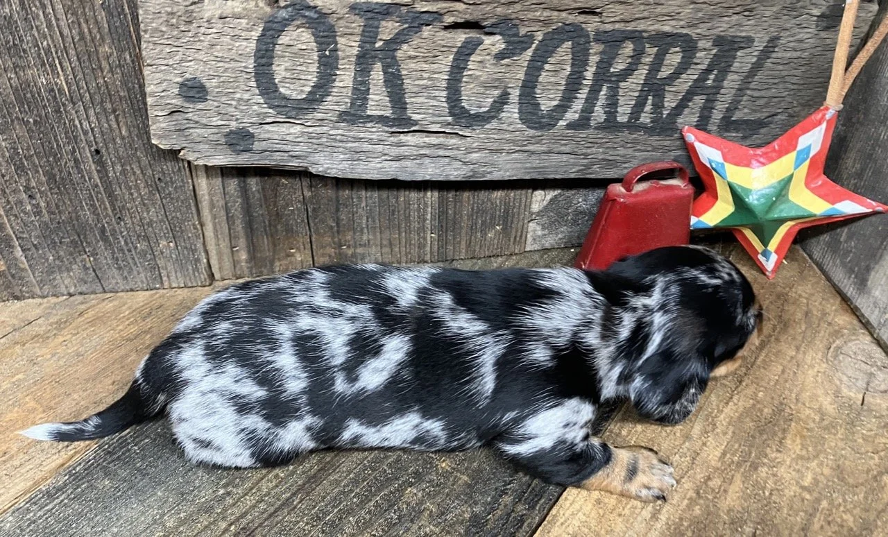 Dapple short hair doxie pup