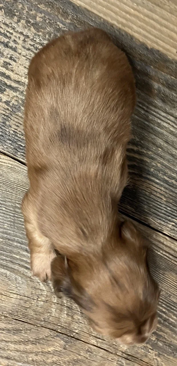 GoodDog Miniature Dachshund Puppy Dog Northern California