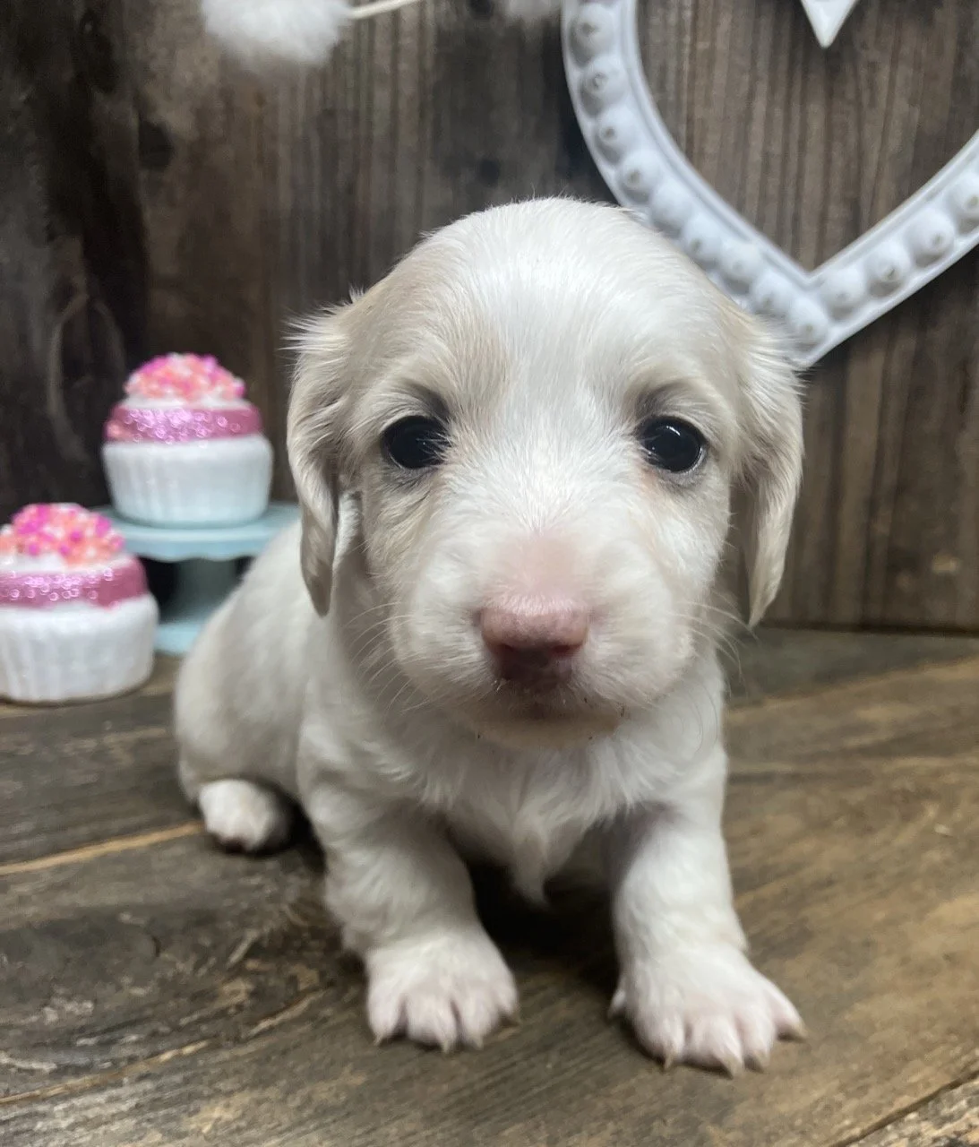 Cream Long Coat Miniature Dachshund Puppies