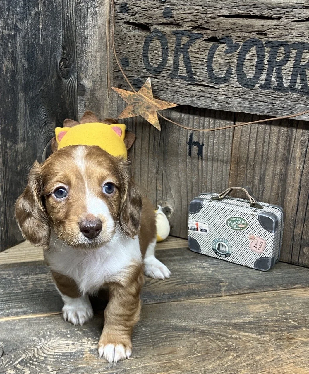 Long Hair Nor Cal NorCal Mini Dachshund Puppies Breeder