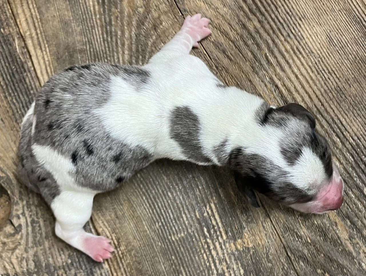 California Silver Dapple Dachshund