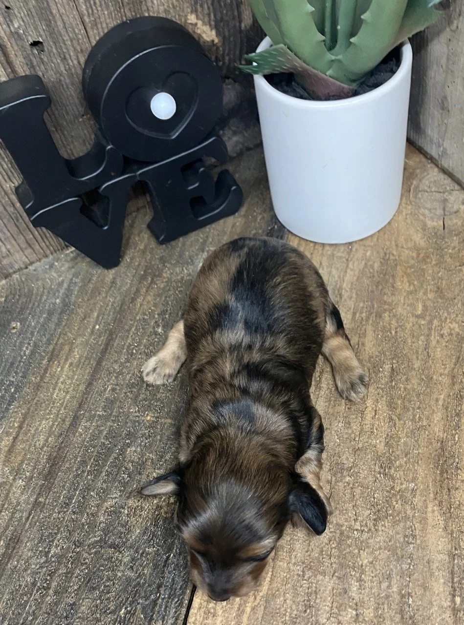 Northern California Miniature Dachshund Breeder