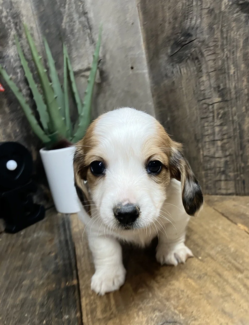 Long Hair Dachshund Northern California Breeder