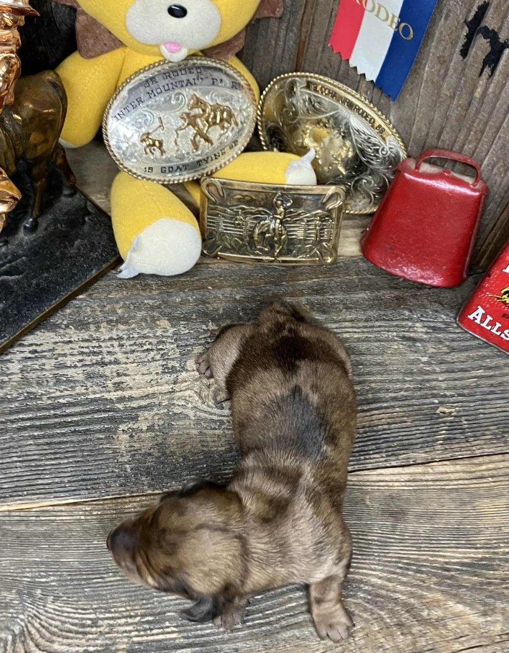 Miniature Dachshund Puppy Merel