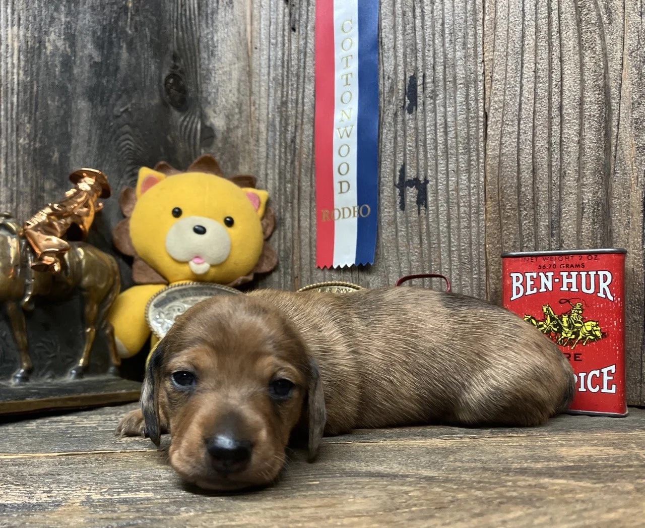 shaded red dapple mini dachshund