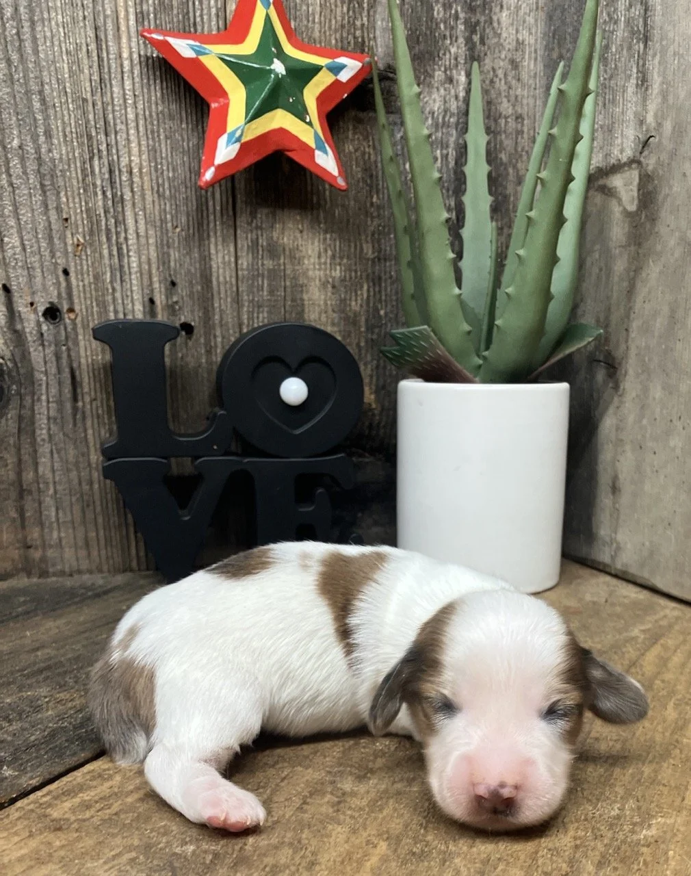 Piebald Miniature Dachshund Puppy Shaded Red