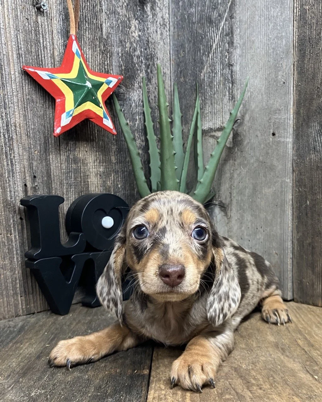 Dapple Merle Spotted Chocolate Miniature Dachshund Good Dog Puppy Puppies