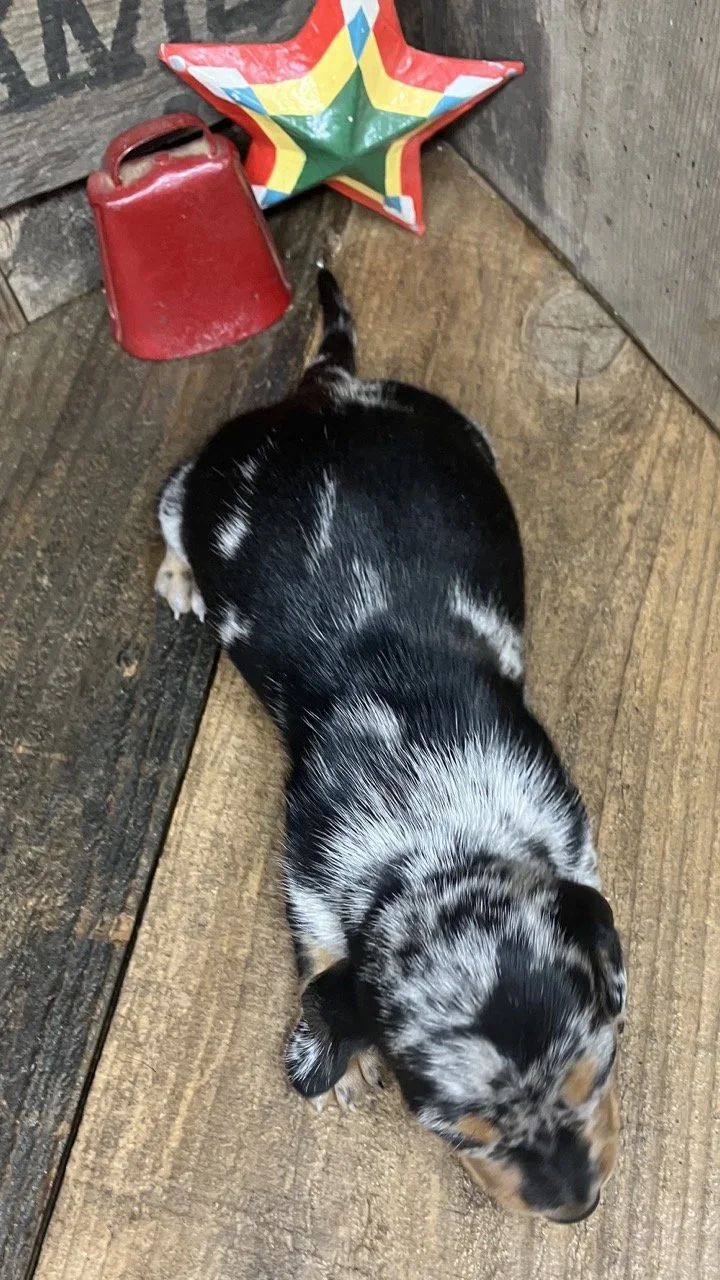 Silver Merle Spots
