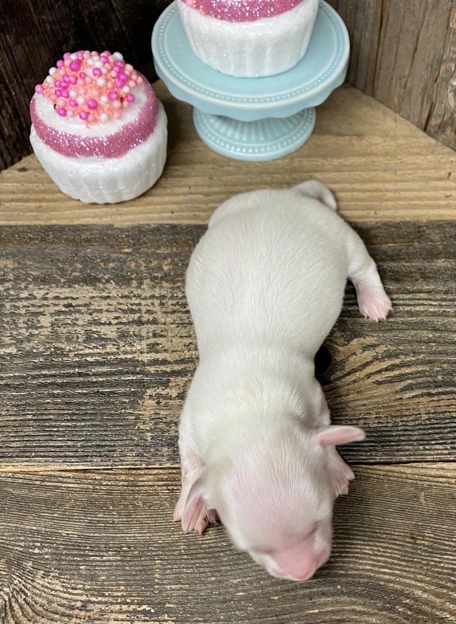 cream mini dachshunds puppy