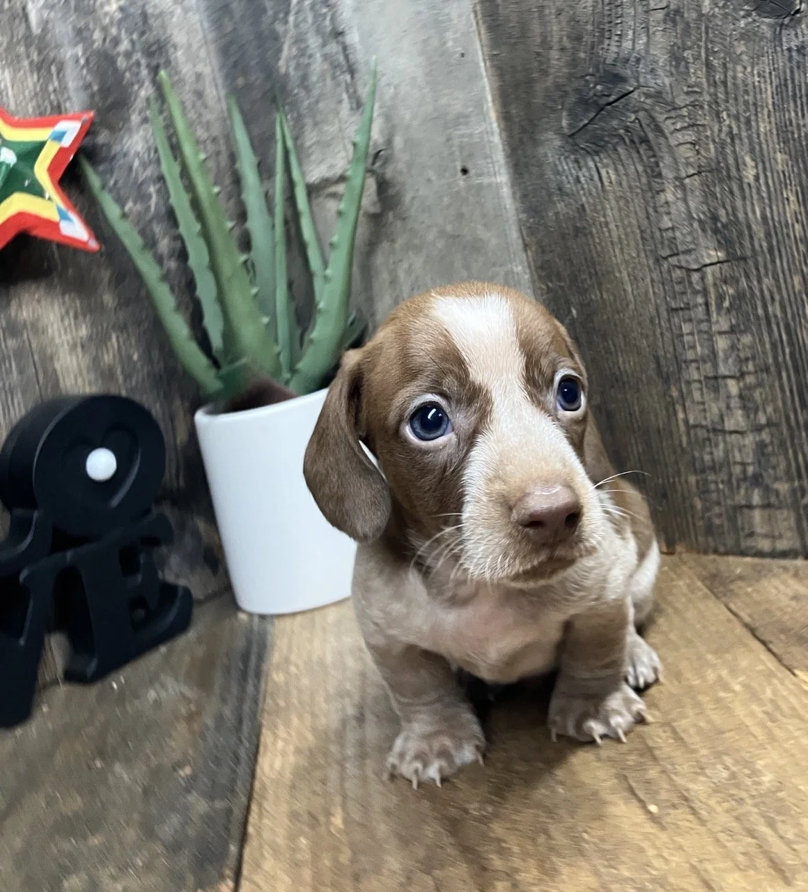Spotted Dachshund puppy for sale california breeder puppies