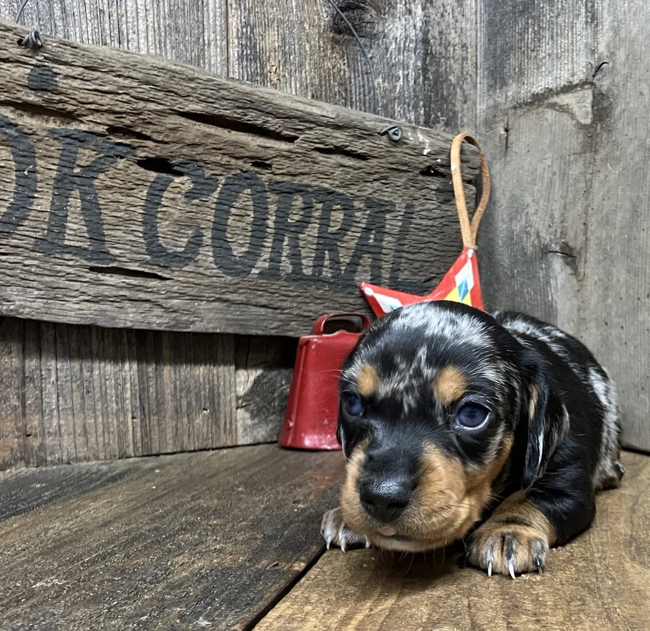 Silver Dapple Smooth Coat Mini Dachshund Puppy