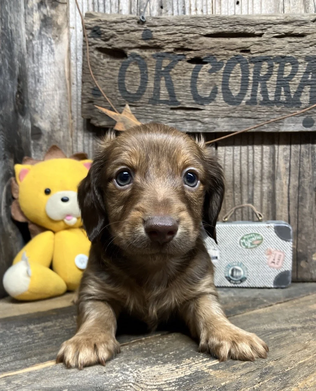 Long Coat Chocolate Dachshund Puppy GoodDog Good Dog