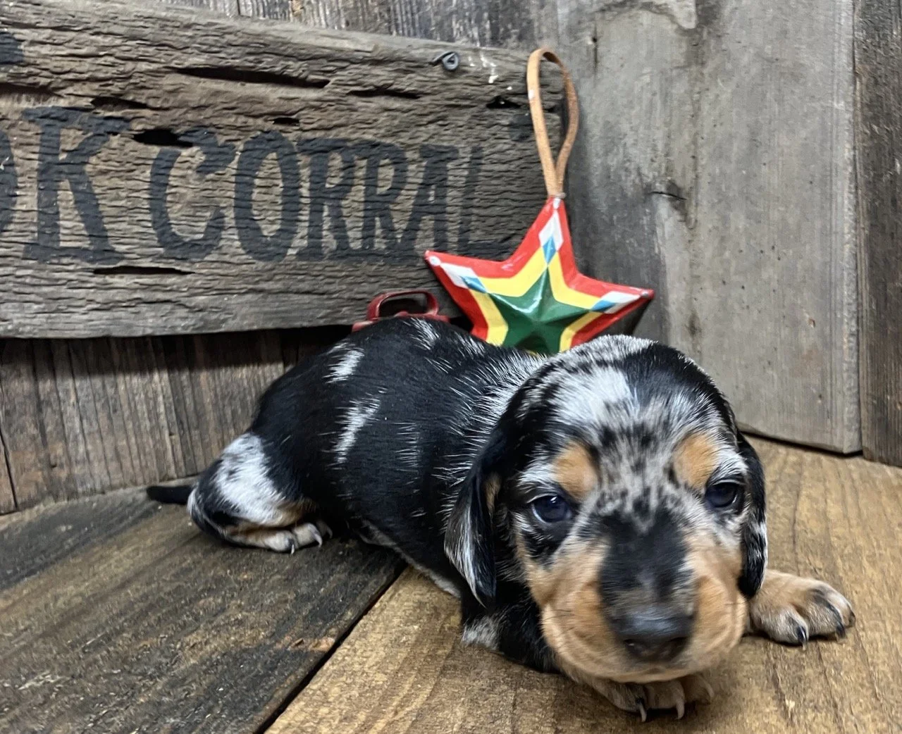 Mini Dachshund