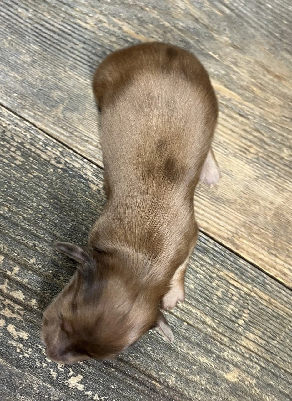 Red Dapple Dachshund Puppy Nor. Cal.