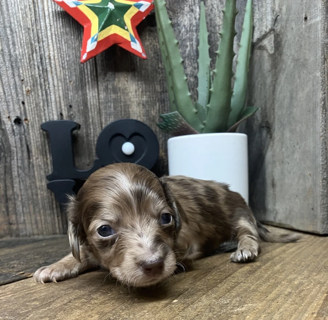 Dapple Miniature Dachshund Puppy Dog Breeder in Northern California