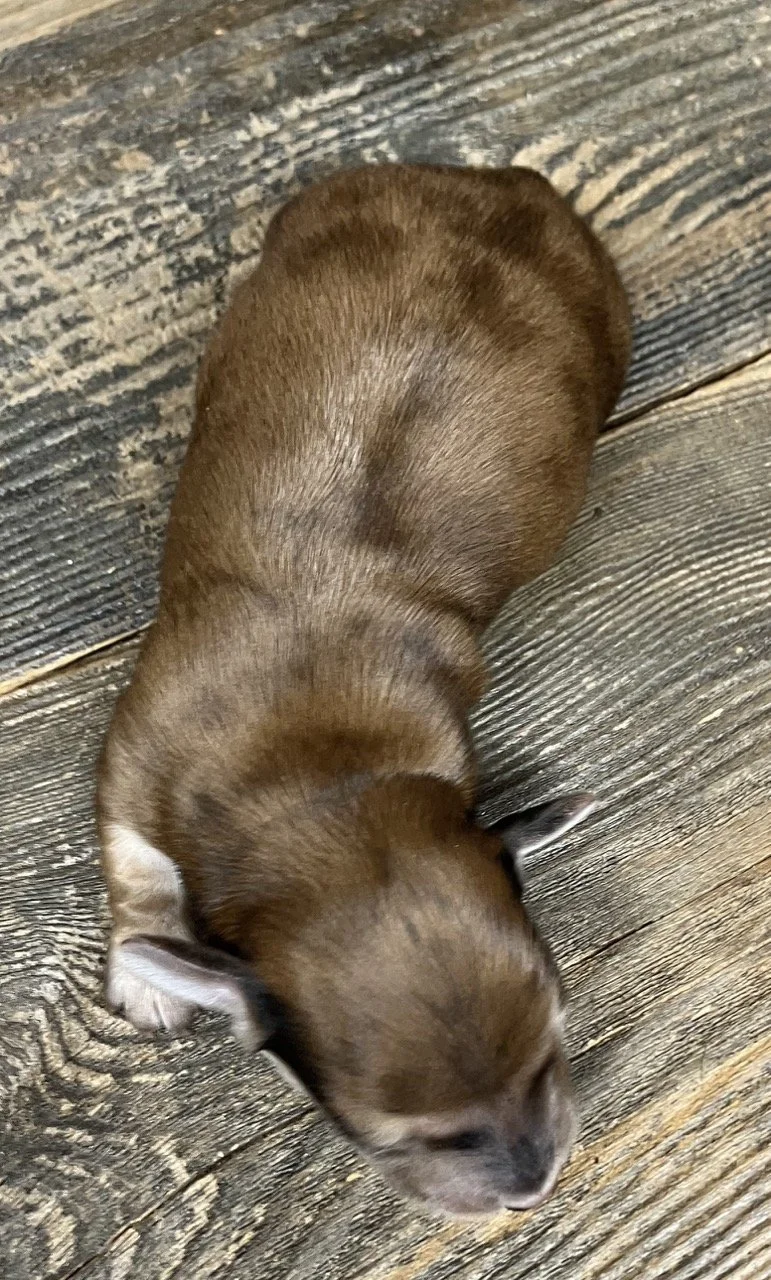 Shaded Cream Mini Dachshunds Puppies 