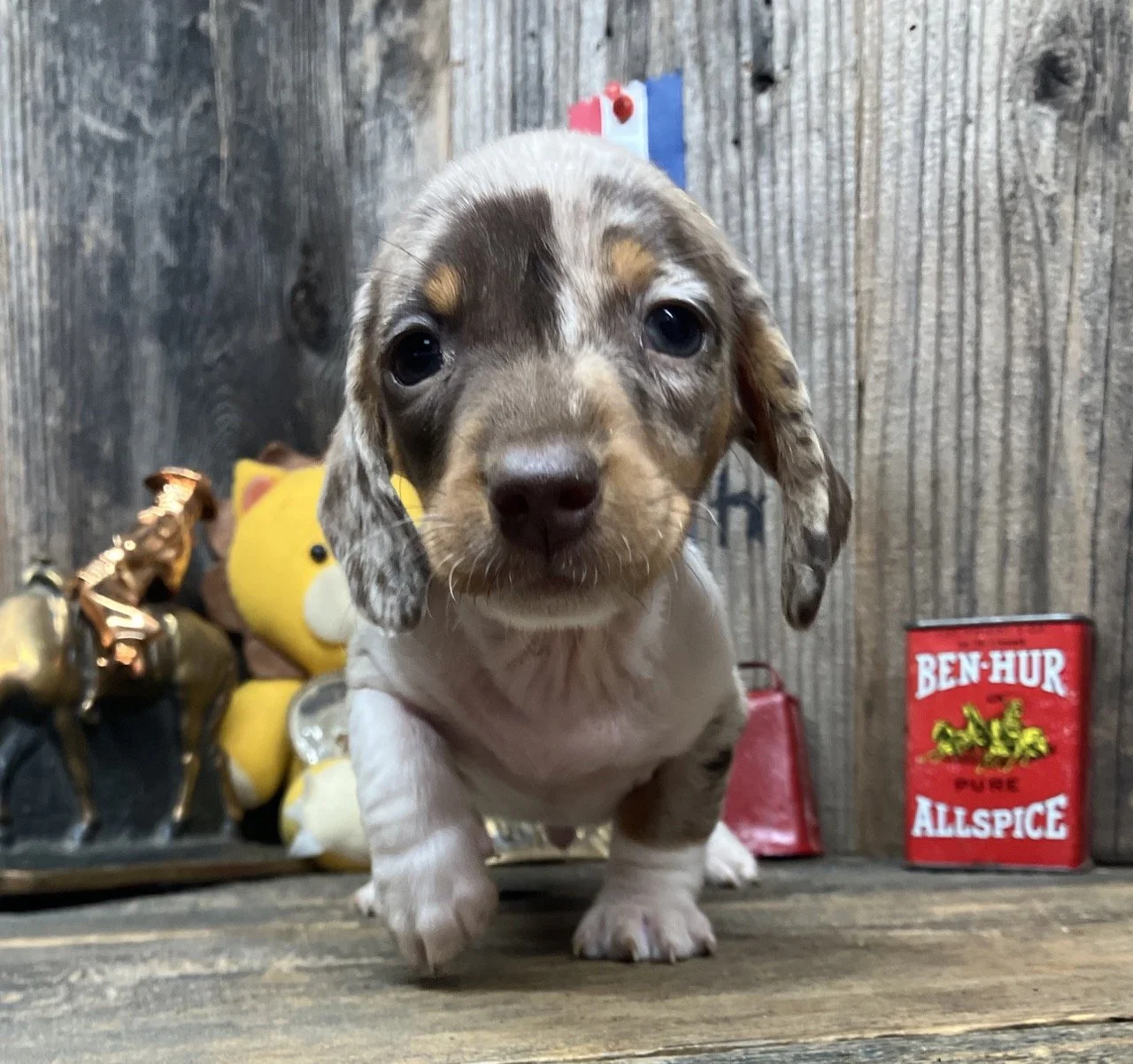 Chocolate Dapple Smooth Coat Mini Wiener Dog Puppy