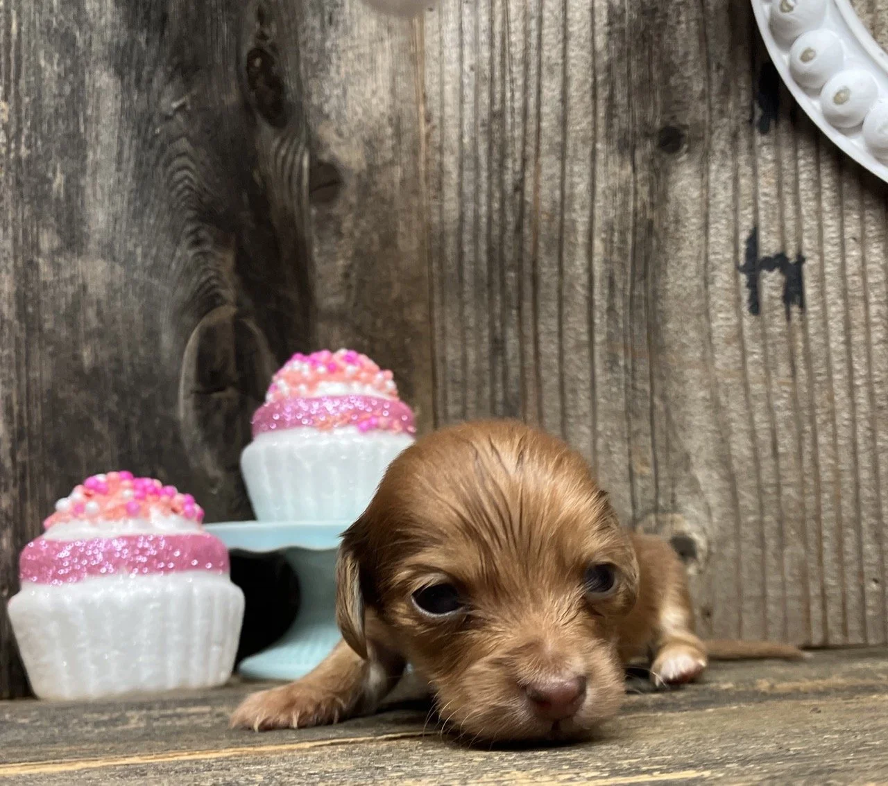 Classic GoodDog Miniature Dachshund Puppy