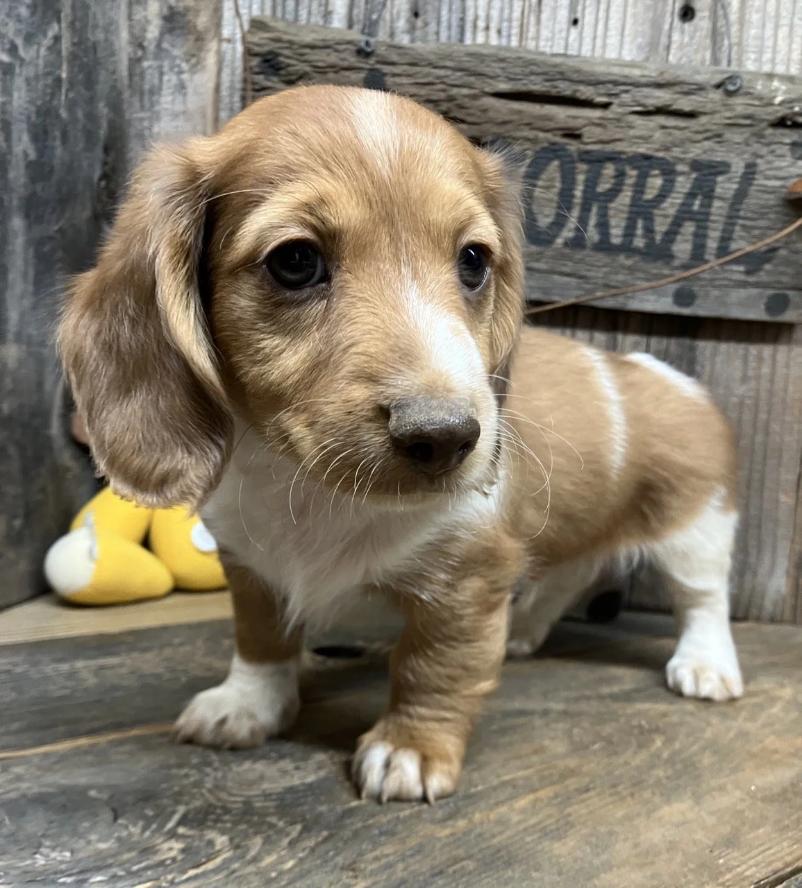 Miniature Dachshund Puppy Dog Dogs Breeder Northern California